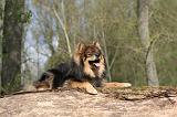 CHIEN FINNOIS DE LAPONIE 296